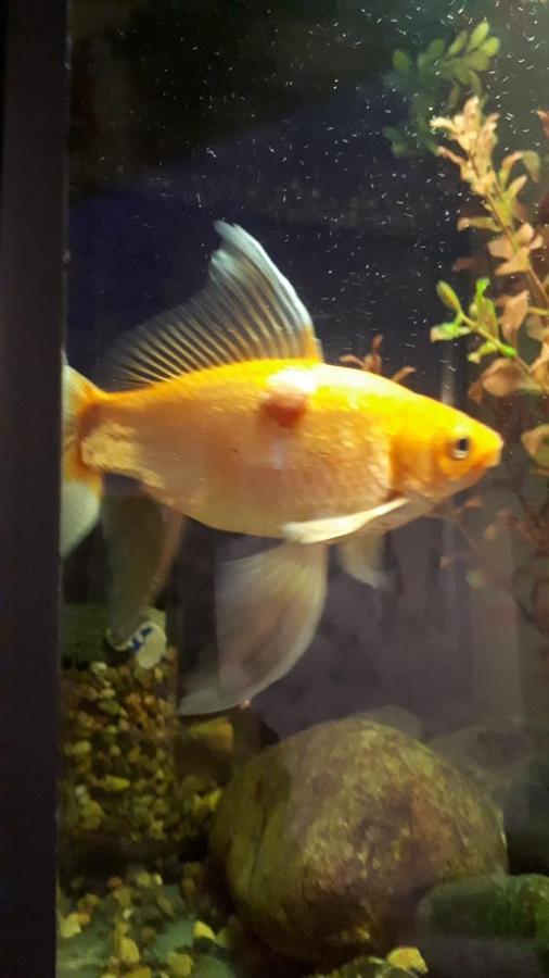 Apartamento Aquarium Tiflis Exterior foto